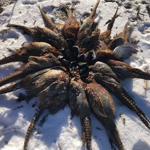 Meet your Posher, Albert